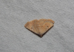 Eublemma gayneri