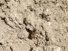 Colletes cunicularius