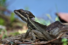 Basiliscus