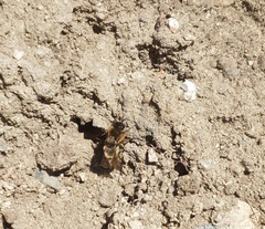 Colletes cunicularius