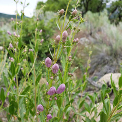Penstemon platyphyllus