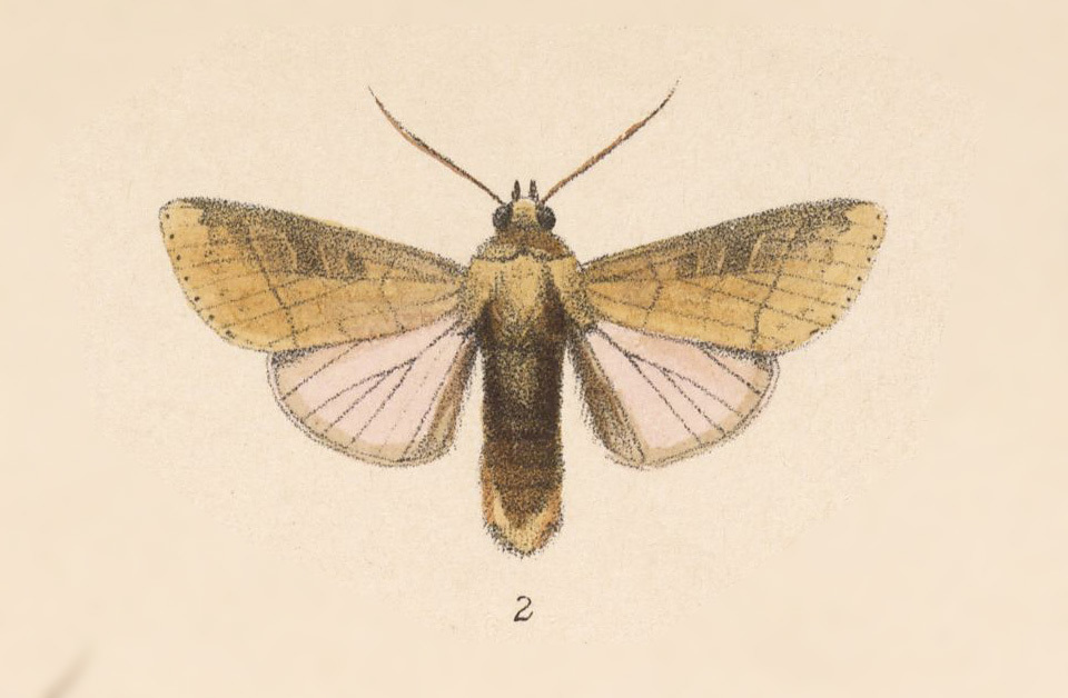 Marilopteryx lamptera
