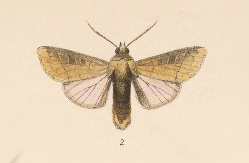Marilopteryx lamptera