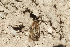 Colletes cunicularius