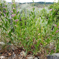 Penstemon platyphyllus