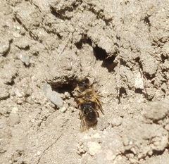 Colletes cunicularius