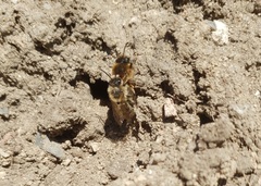 Colletes cunicularius