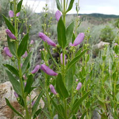 Penstemon platyphyllus