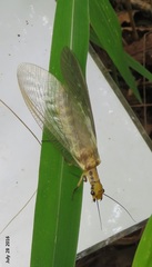 Protohermes xanthodes