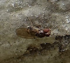 Mycodrosophila