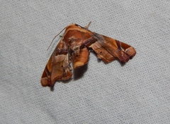 Eutelia callichroma