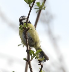 Cyanistes caeruleus