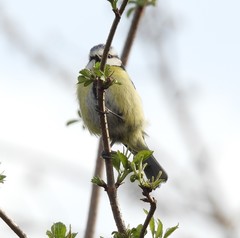 Cyanistes caeruleus