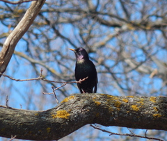 Sturnus vulgaris