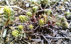 Thymelaea granatensis