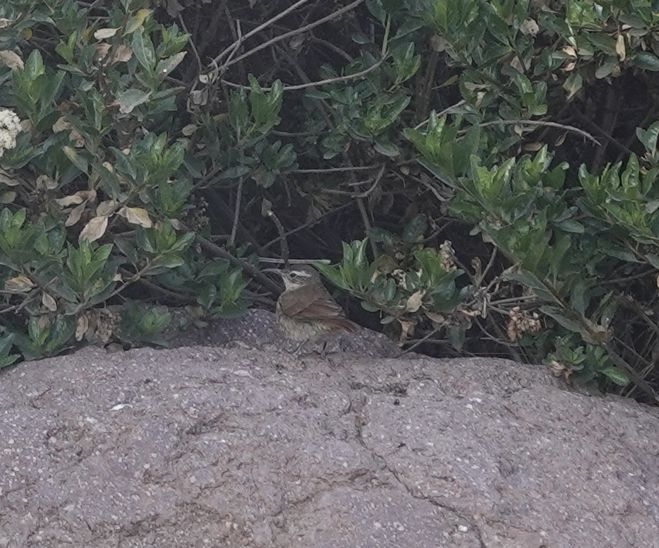 White-throated Earthcreeper (Upucerthia albigula), photo 7
