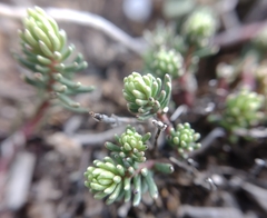 Thymelaea granatensis