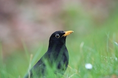 Turdus merula
