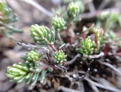 Thymelaea granatensis