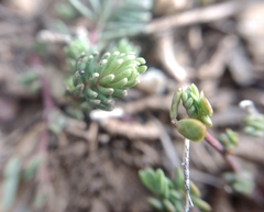 Thymelaea granatensis