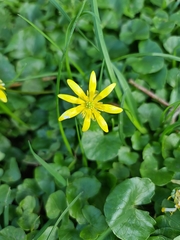 Ficaria verna