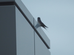 Hirundo rustica