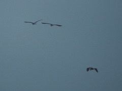 Ardea cinerea