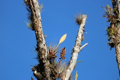 Tillandsia lampropoda