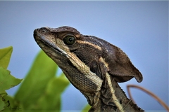 Basiliscus