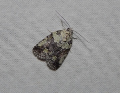 Blenina squamifera