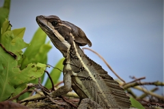 Basiliscus