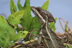 Basiliscus
