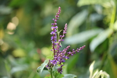 Monnina parasylvatica