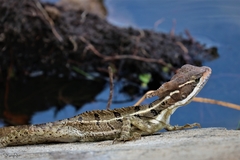 Basiliscus