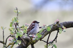 Passer domesticus