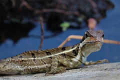 Basiliscus
