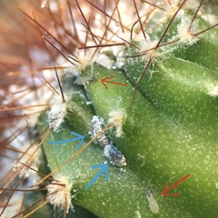 Anagyrus pseudococci