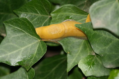 Ariolimax dolichophallus