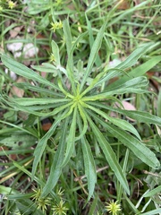 Erigeron canadensis image