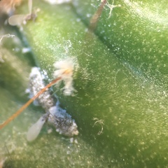 Anagyrus pseudococci