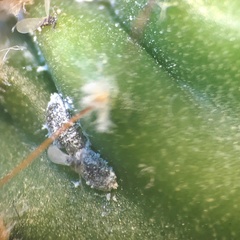 Anagyrus pseudococci