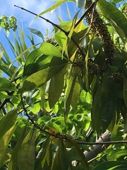 Sideroxylon salicifolium