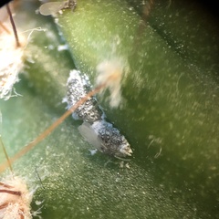 Anagyrus pseudococci