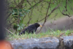 Turdus merula