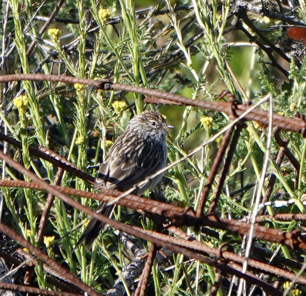 Streak-backed Tit-Spinetail (Leptasthenura striata), photo 4