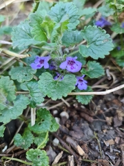 Glechoma hederacea