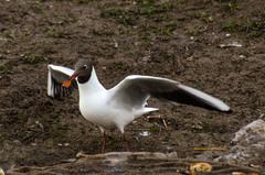 Chroicocephalus ridibundus