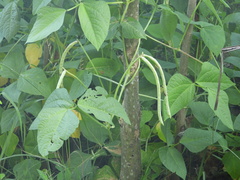 Vigna unguiculata sesquipedalis