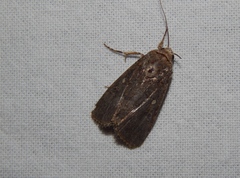 Amyna axis