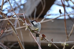 Passer domesticus